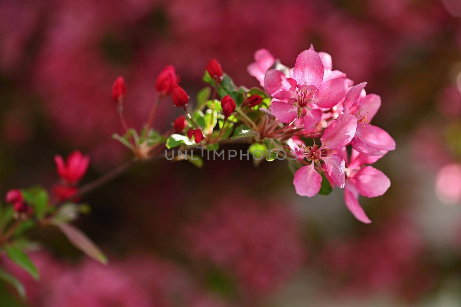 Spring background. Beautiful flowering tree with natural colors. Beautiful spring morning with the rising sun.