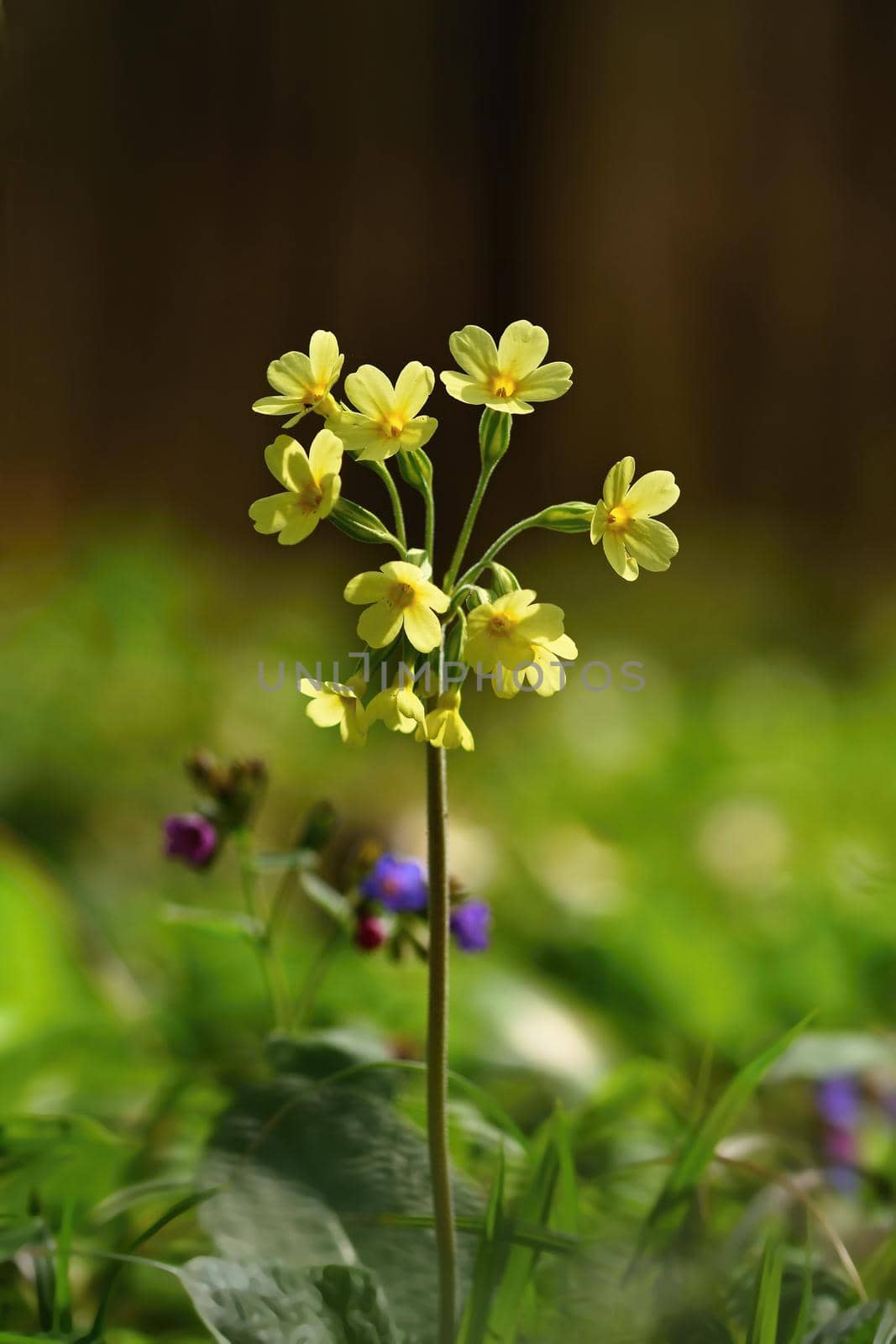 Cowslip (Primula veris) flower. Beautiful spring flower by Montypeter