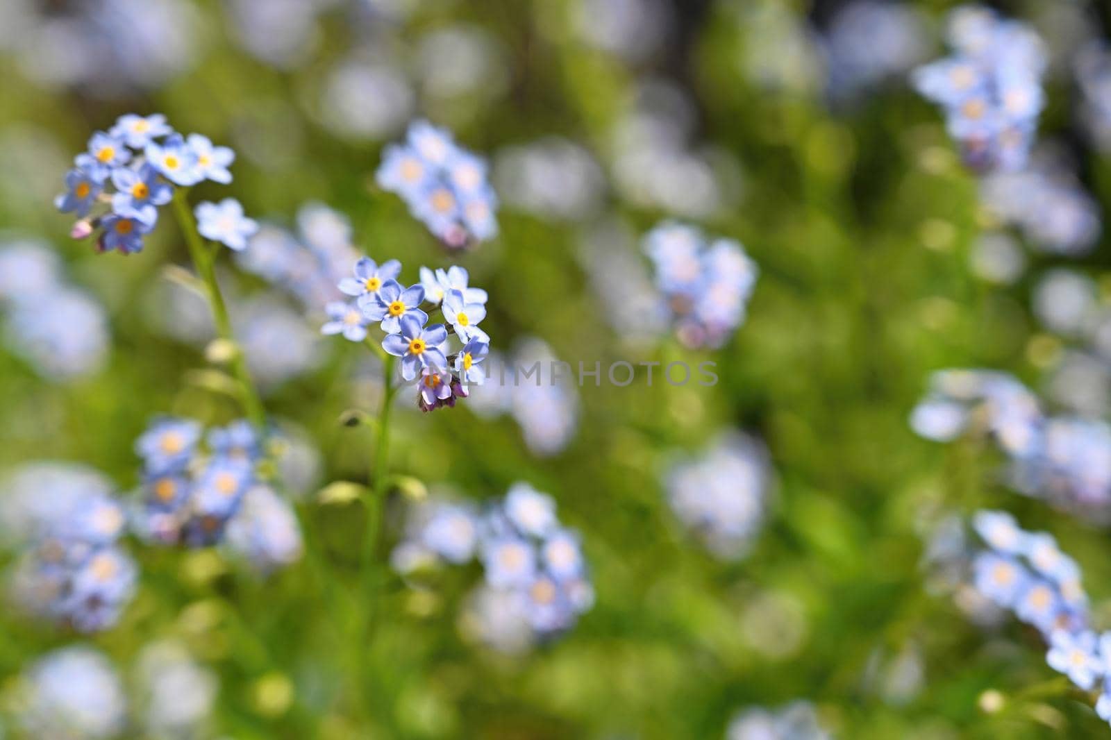 Beautiful blue small flowers - forget-me-not flower. Spring colorful nature background. (Myosotis sylvatica)