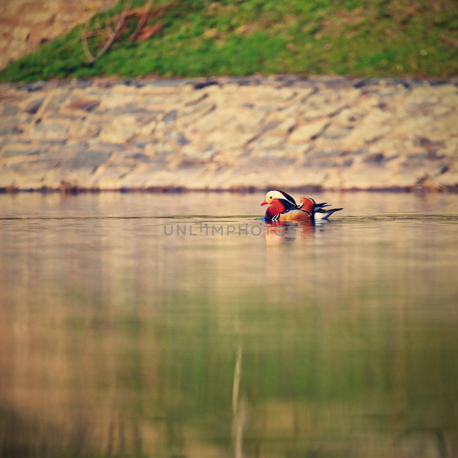 A colourful male mandarin duck. (Aix galericulata)
