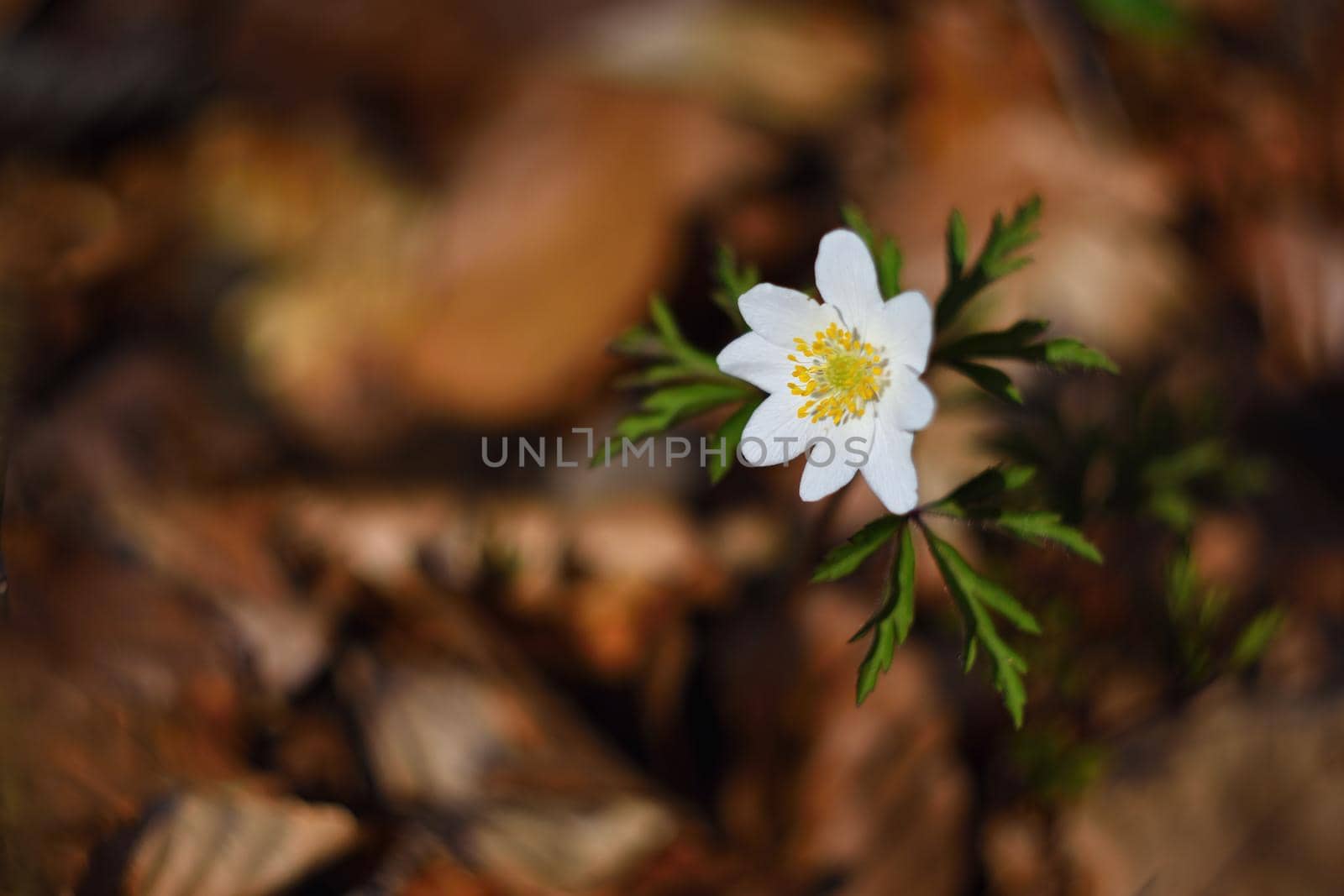 Spring white flowers in the grass Anemone (Isopyrum thalictroides)