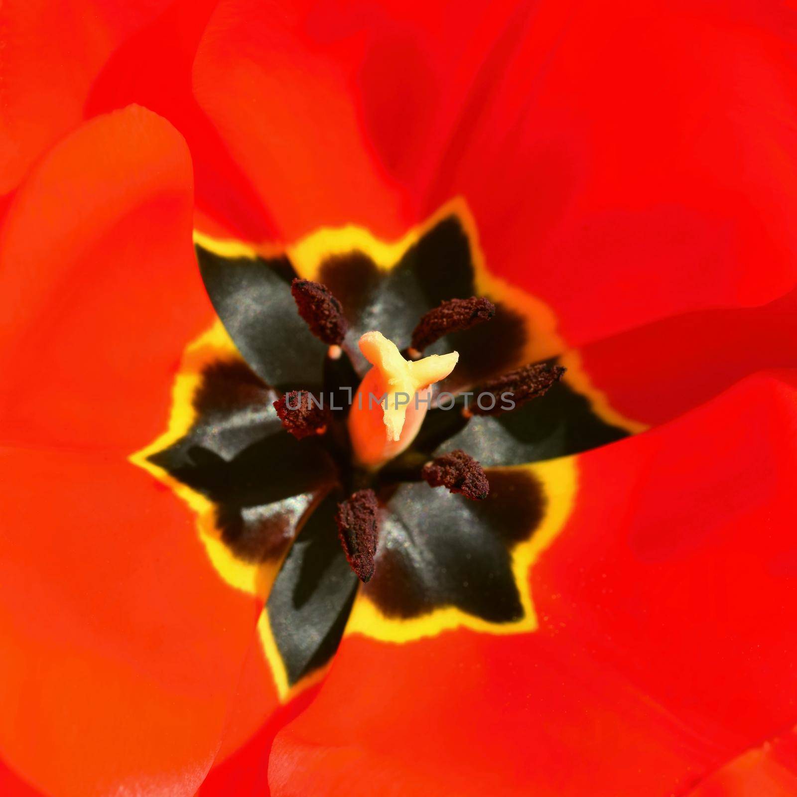 Spring flower. Macro shot of a red tulip. Spring in the garden.  (Tulipa)  by Montypeter