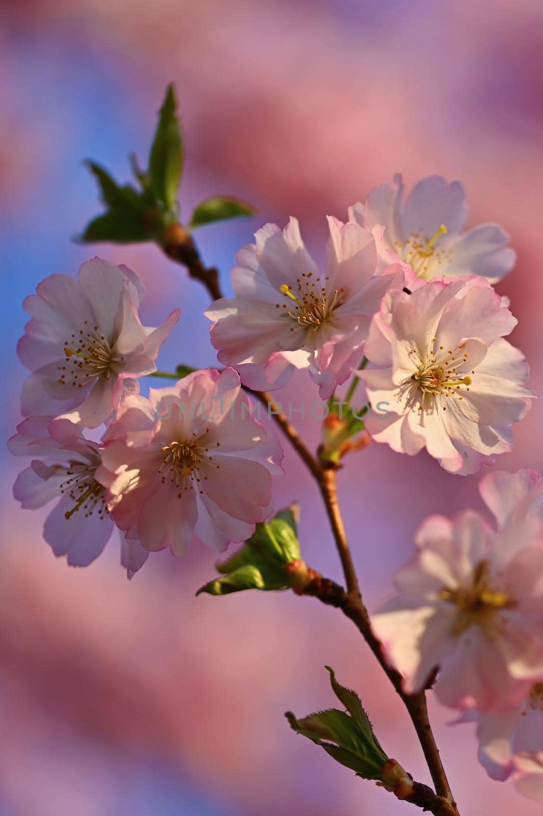 Spring background. Beautiful flowering tree with natural colors. Beautiful spring morning with the rising sun. by Montypeter