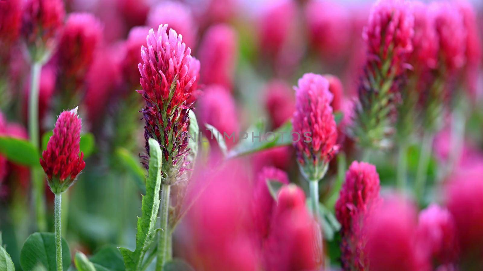 Beautiful blooming red clover in the field. Natural colorful background.