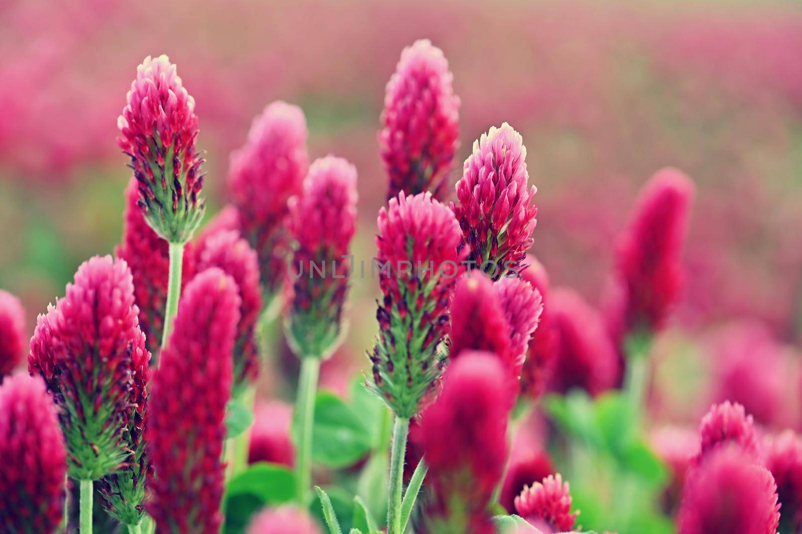 Beautiful blooming red clover in the field. Natural colorful background.
