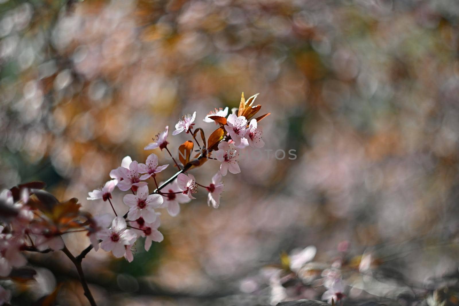 Spring blossom background. Beautiful nature scene with blooming cherry tree - Sakura. Orchard Abstract blurred background in Springtime.