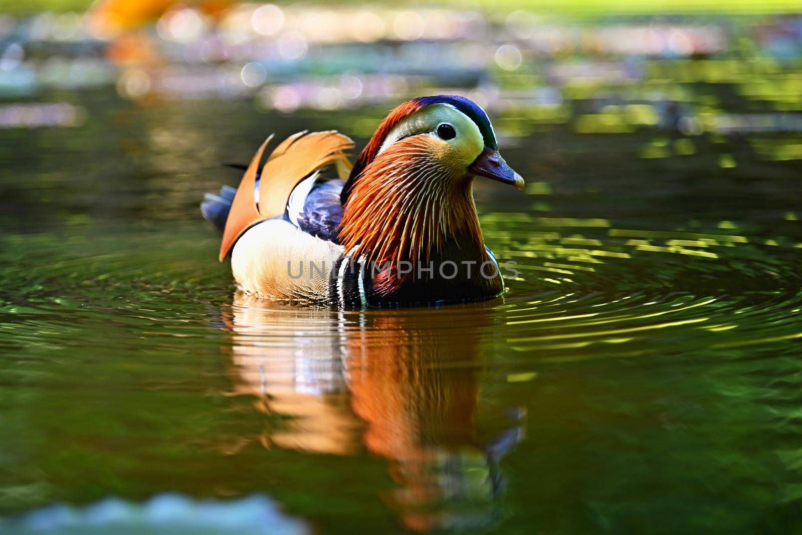 Beautiful mandarin ducks. Animals in the wild. Natural colorful background.