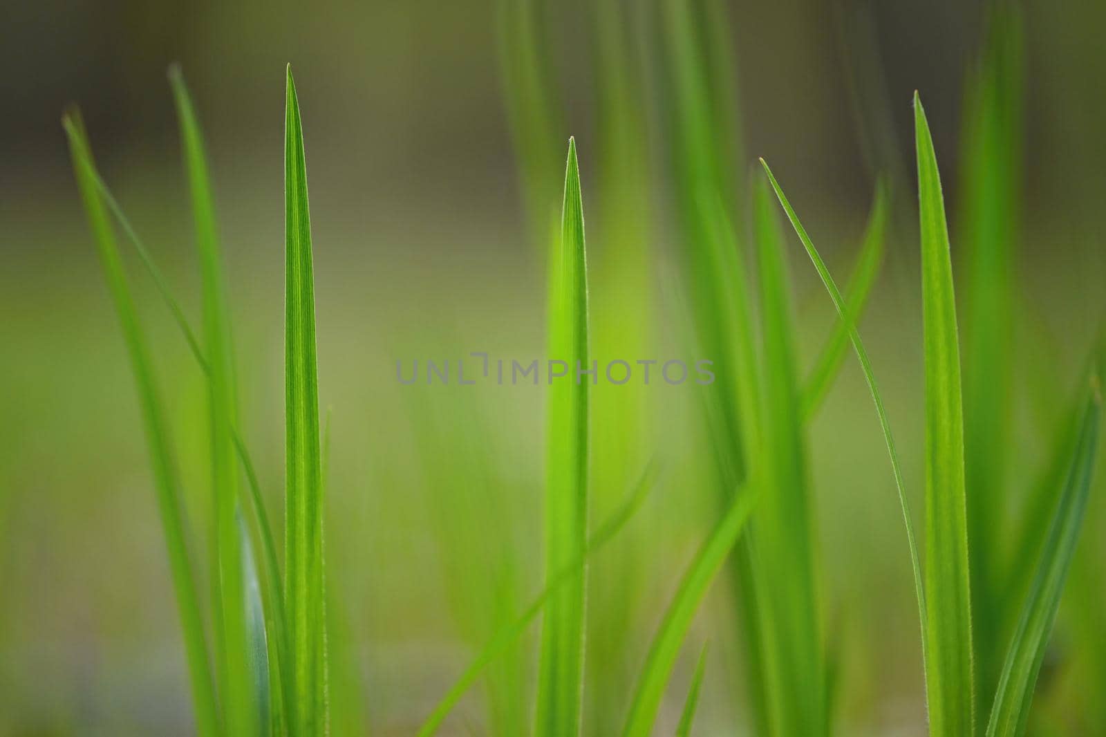 Beautiful natural green grass background.