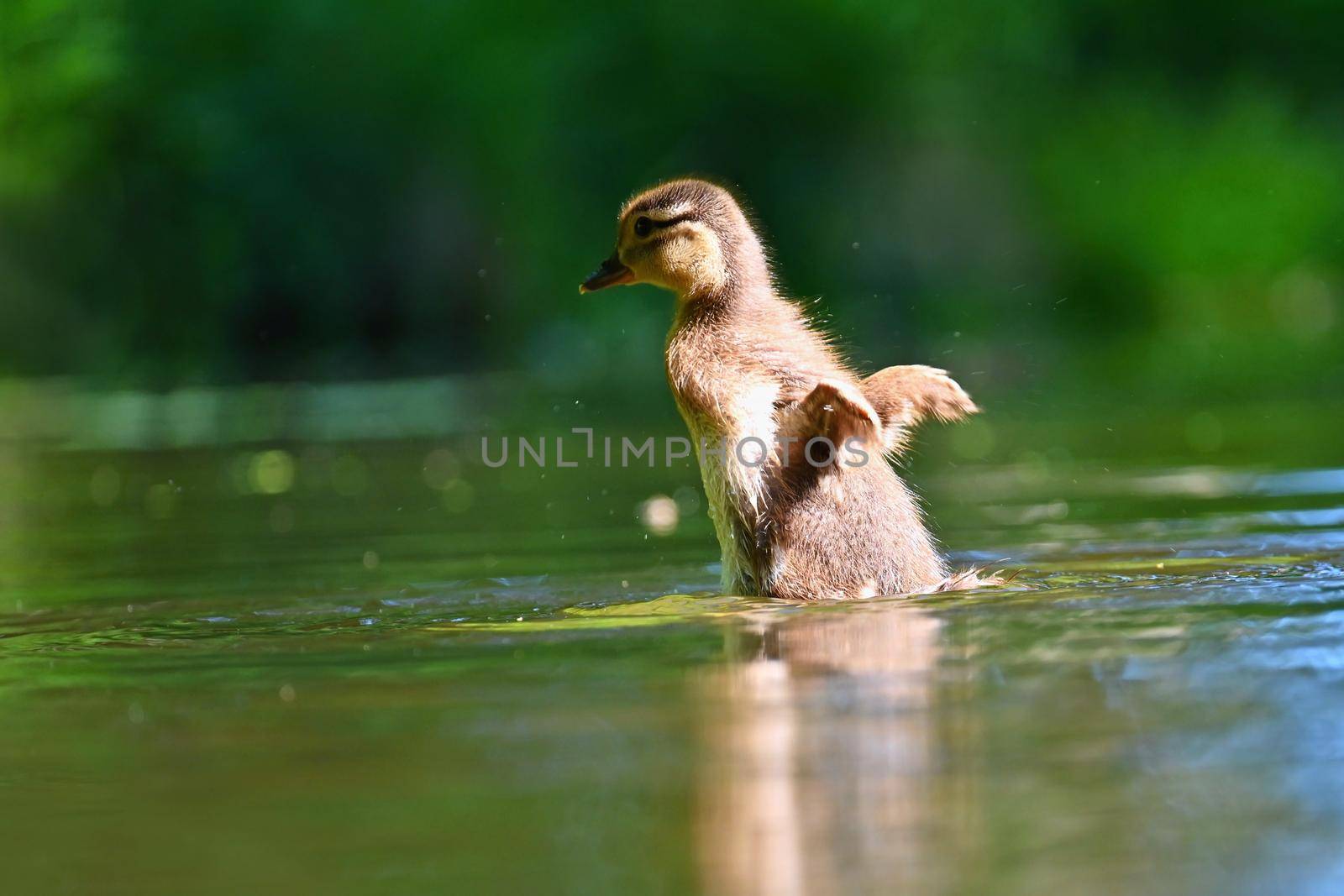 Duckling. Mandarin duckling cub. Beautiful young water bird in the wild. Colorful background.