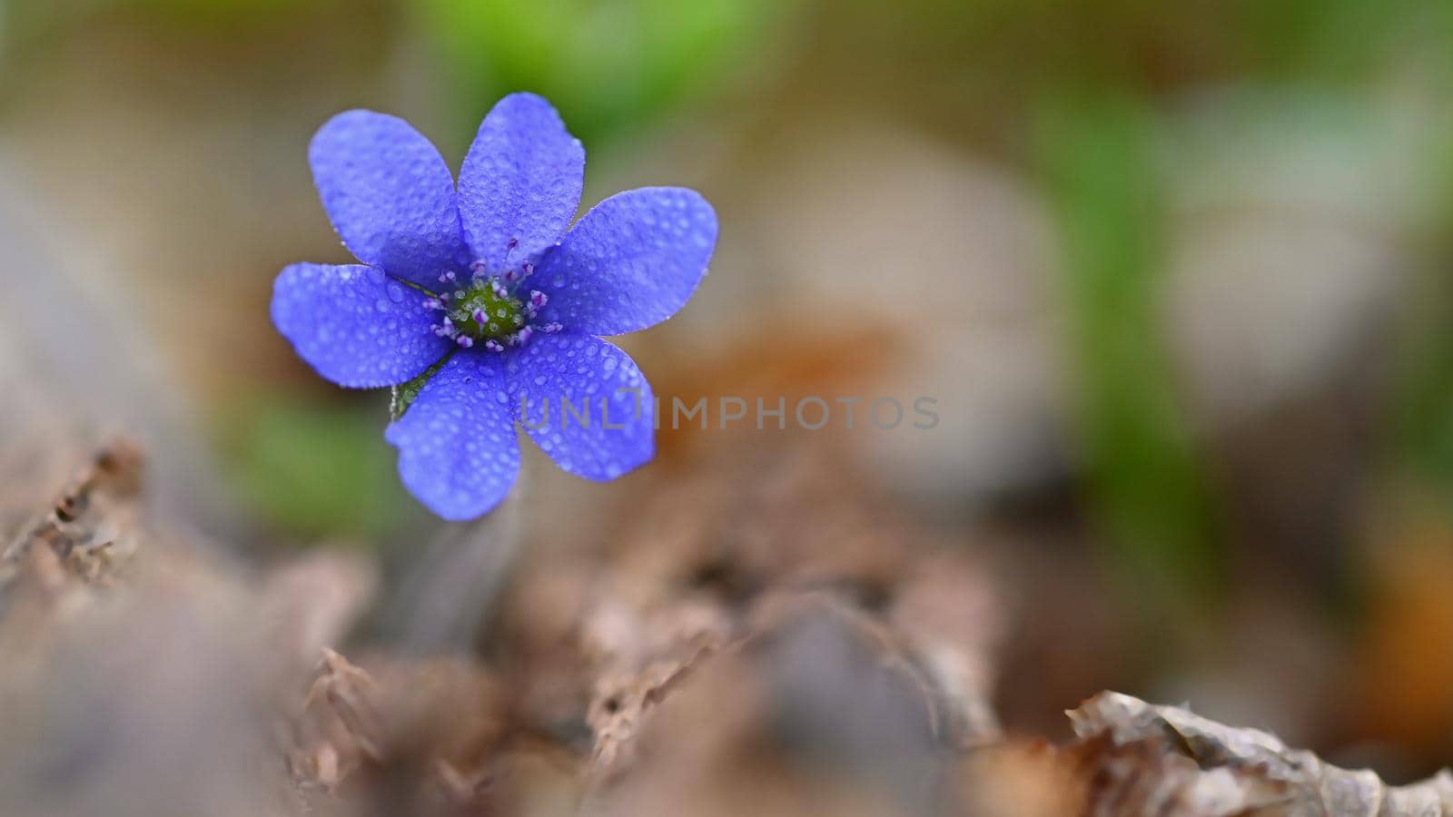 Spring flower. Beautiful blooming first small flowers in the forest. Hepatica. (Hepatica nobilis)