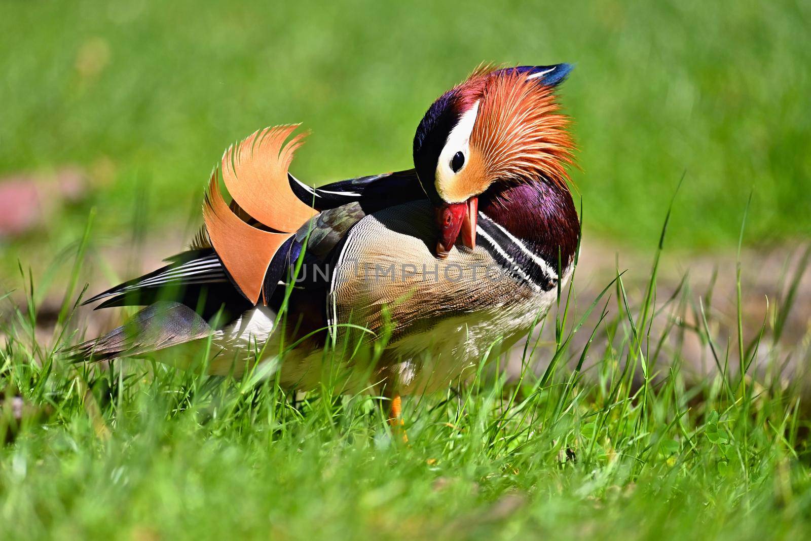 Beautiful mandarin ducks. Animals in the wild. Natural colorful background.