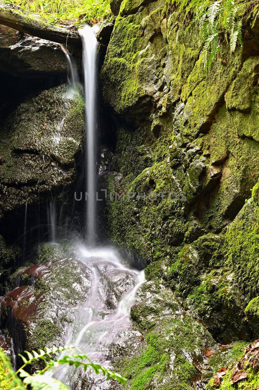 Beautiful nature background with stream and forest. Springtime in nature. by Montypeter