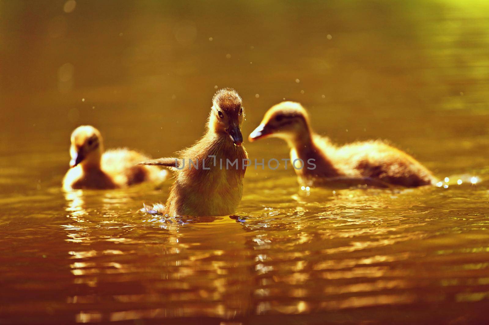 Duckling. Mandarin duckling cub. Beautiful young water bird in the wild. Colorful background.