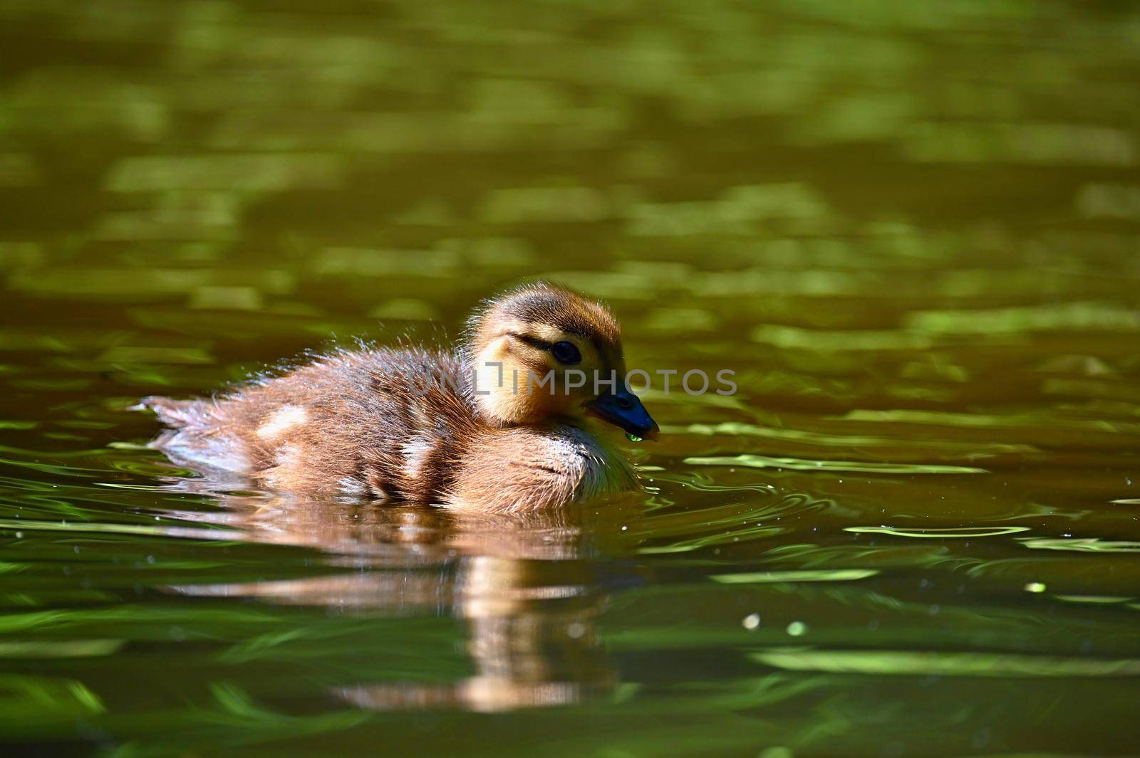 Duckling. Mandarin duckling cub. Beautiful young water bird in the wild. Colorful background. by Montypeter