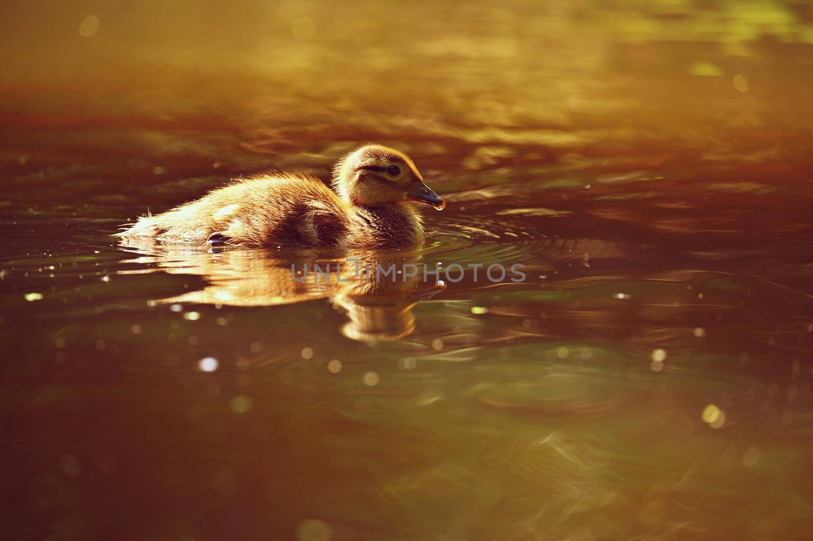 Duckling. Mandarin duckling cub. Beautiful young water bird in the wild. Colorful background.