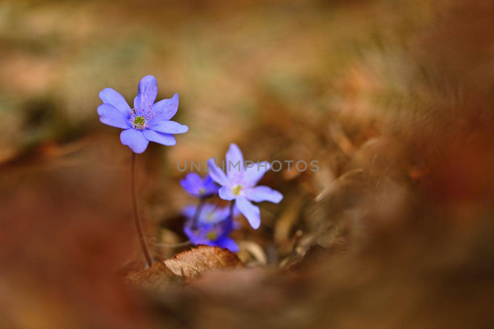 Spring flower. Beautiful blooming first small flowers in the forest. Hepatica. (Hepatica nobilis)