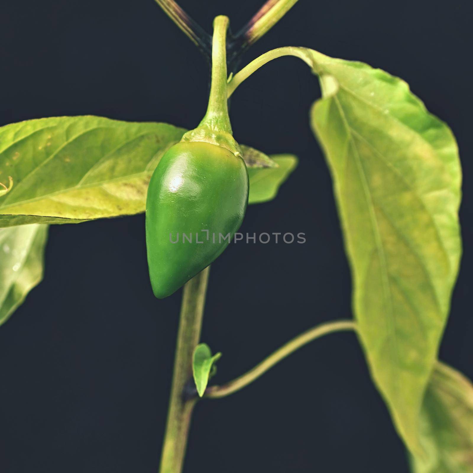 Beautiful green young hot pepper by Montypeter