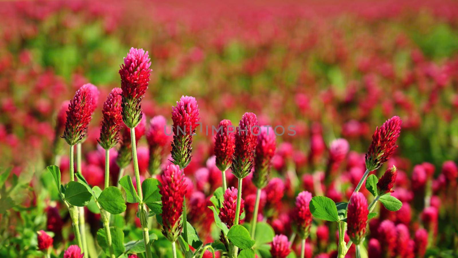 Beautiful blooming red clover in the field. Natural colorful background.