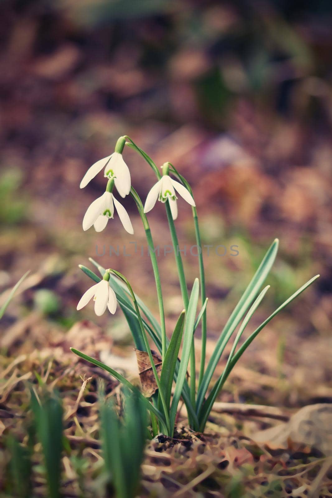 Spring flowers - snowdrops. Beautifully blooming in the grass at sunset. Amaryllidaceae - Galanthus nivalis by Montypeter