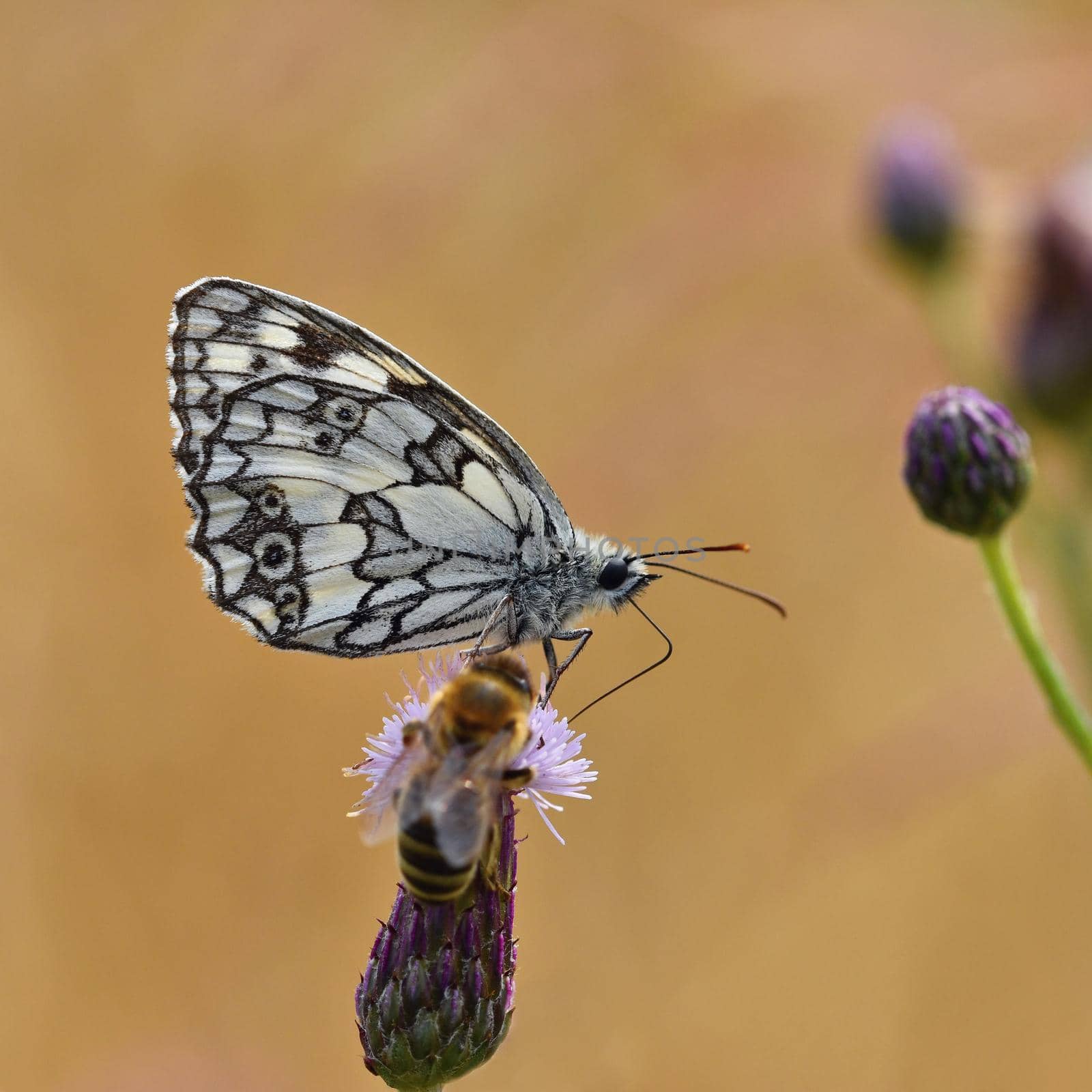 Beautiful colorful butterfly sitting on flower in nature. Summer day with sun outside on meadow. Colorful natural background. Insects (Melanargia galathea) by Montypeter