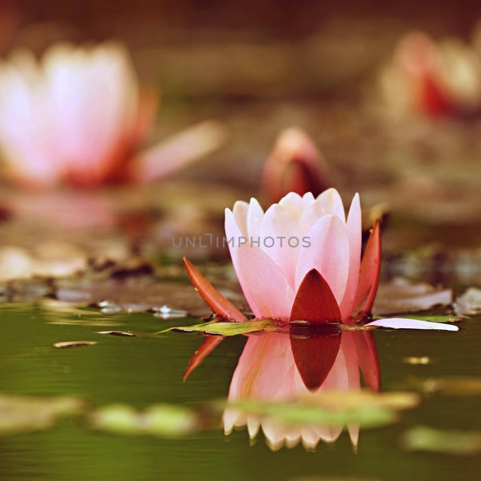 Beautiful blooming water lily plant. Colorful nature background for massage, spa and relaxation.