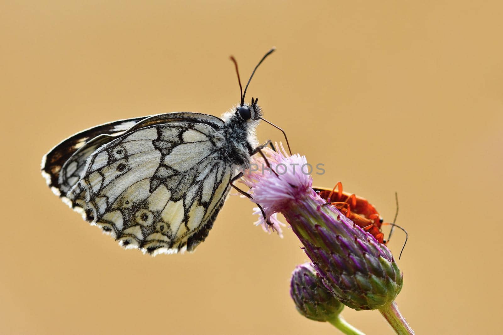 Beautiful colorful butterfly sitting on flower in nature. Summer day with sun outside on meadow. Colorful natural background. Insects (Melanargia galathea)
