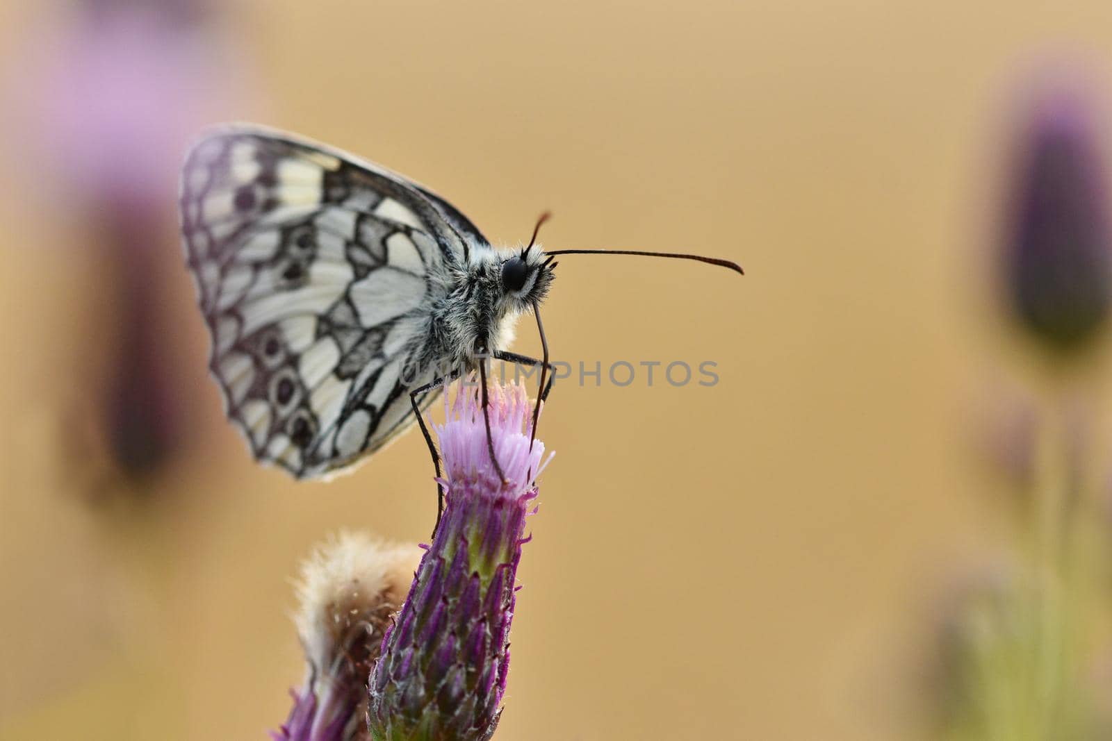 Beautiful colorful butterfly sitting on flower in nature. Summer day with sun outside on meadow. Colorful natural background. Insects (Melanargia galathea)