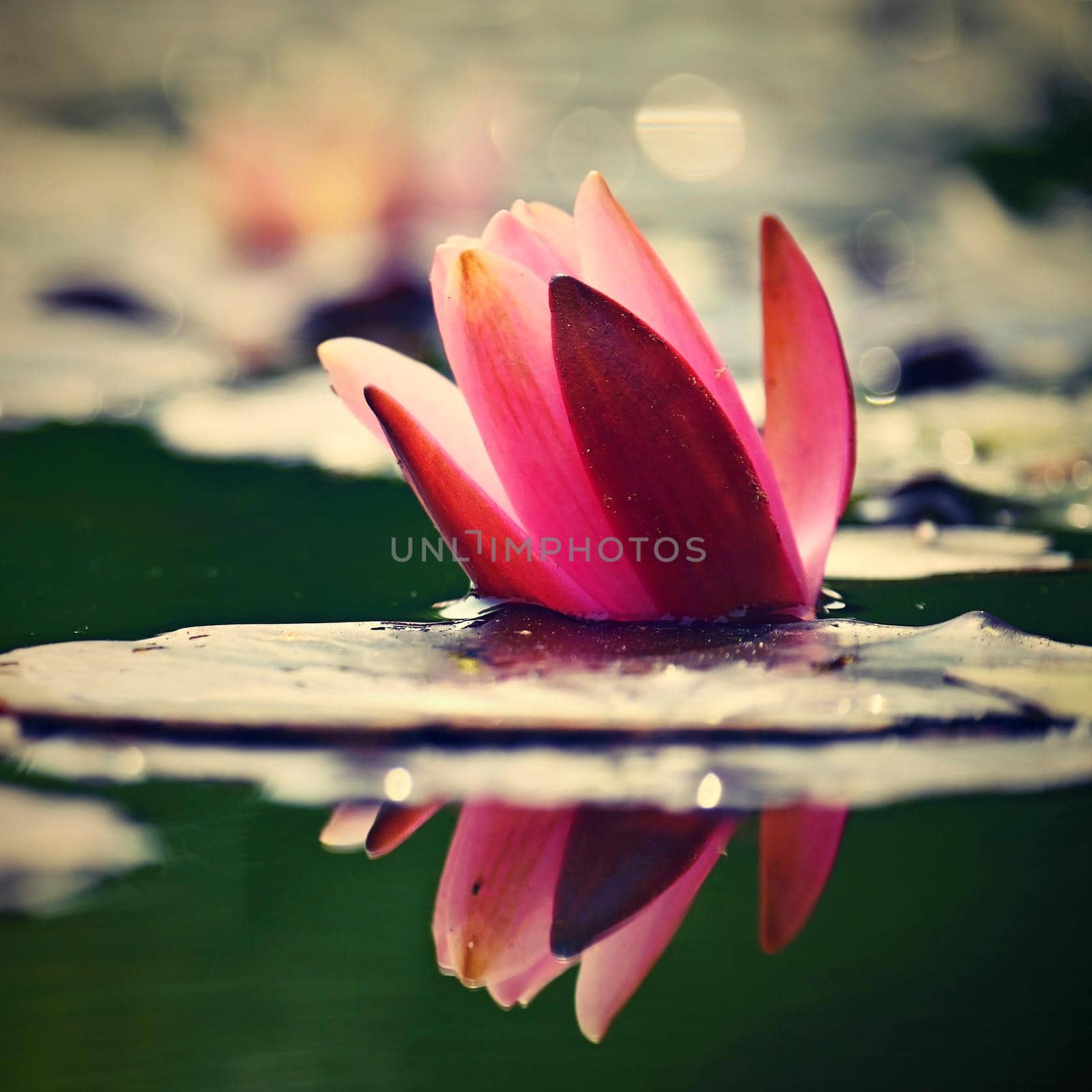 Beautiful blooming water lily plant. Colorful nature background for massage, spa and relaxation.