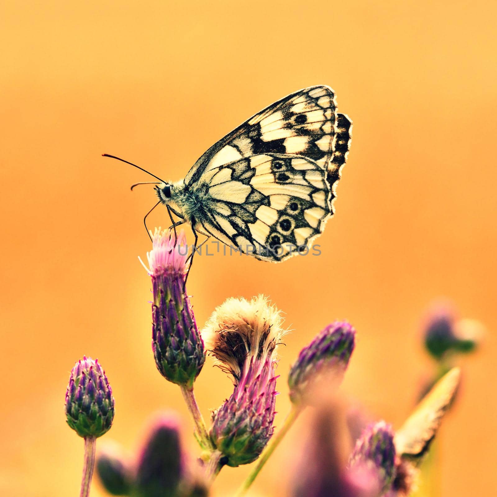 Beautiful colorful butterfly sitting on flower in nature. Summer day with sun outside on meadow. Colorful natural background. Insects (Melanargia galathea) by Montypeter