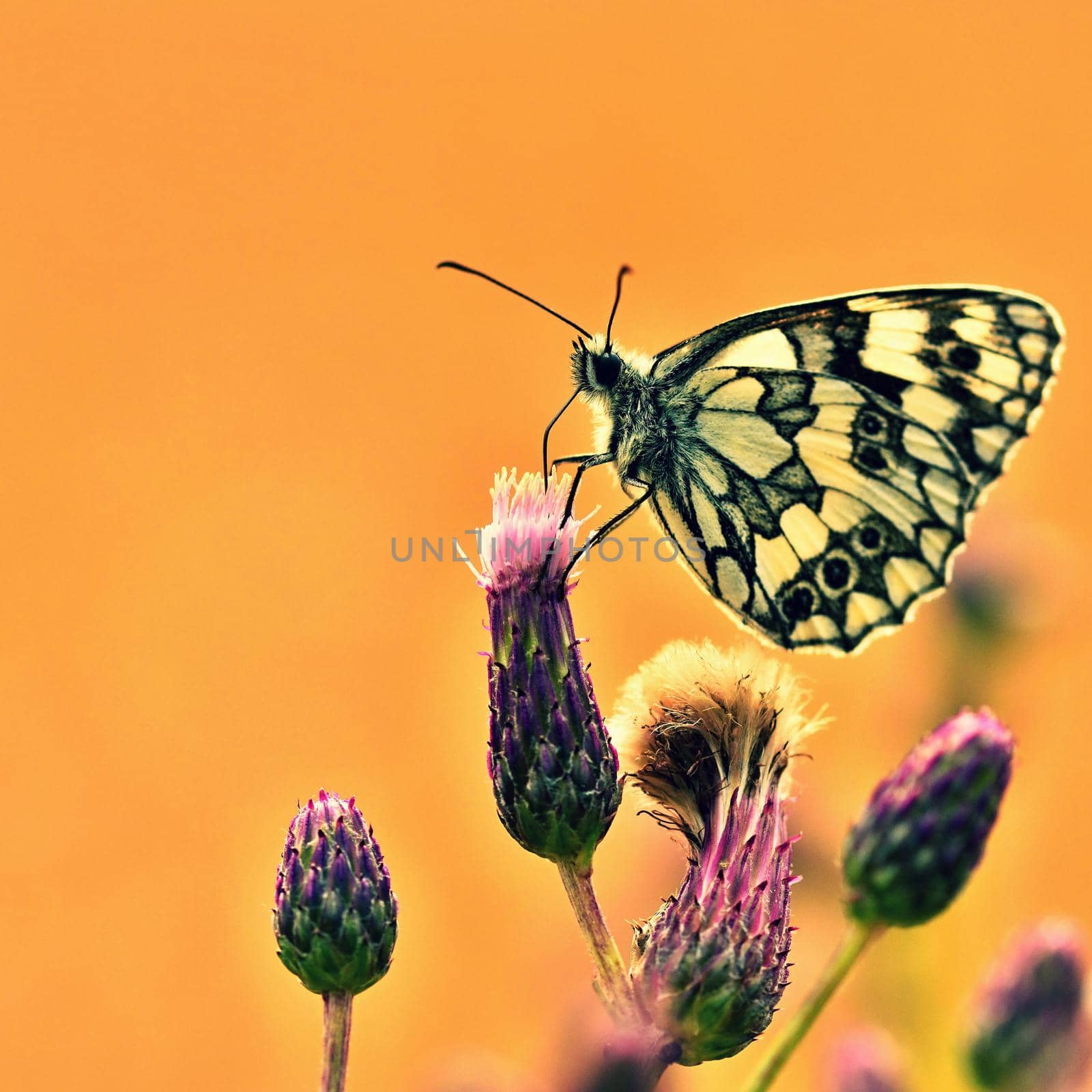 Beautiful colorful butterfly sitting on flower in nature. Summer day with sun outside on meadow. Colorful natural background. Insects (Melanargia galathea)