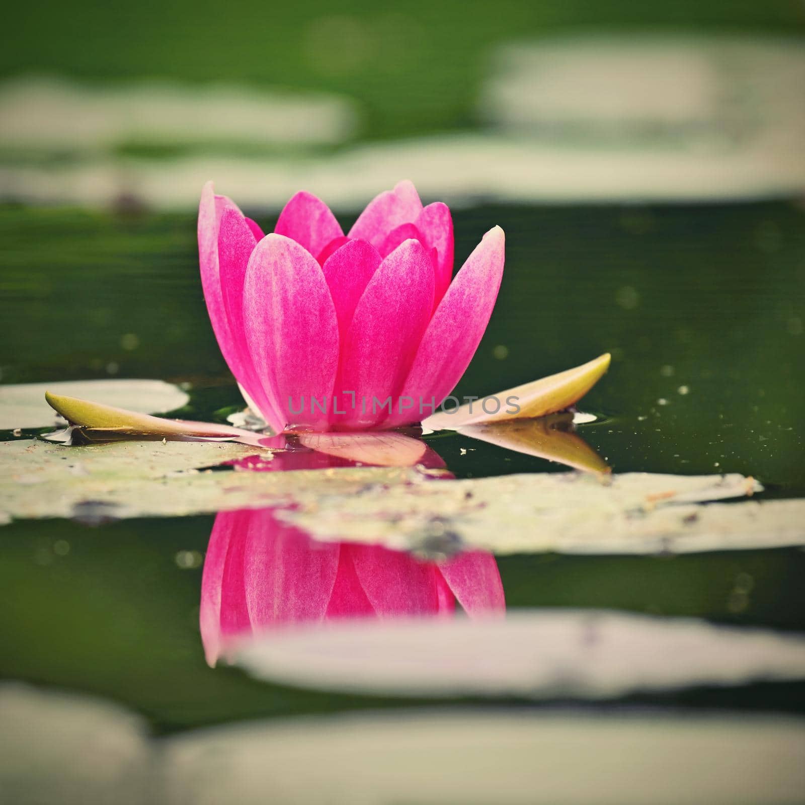 Beautiful blooming water lily plant. Colorful nature background for massage, spa and relaxation. by Montypeter