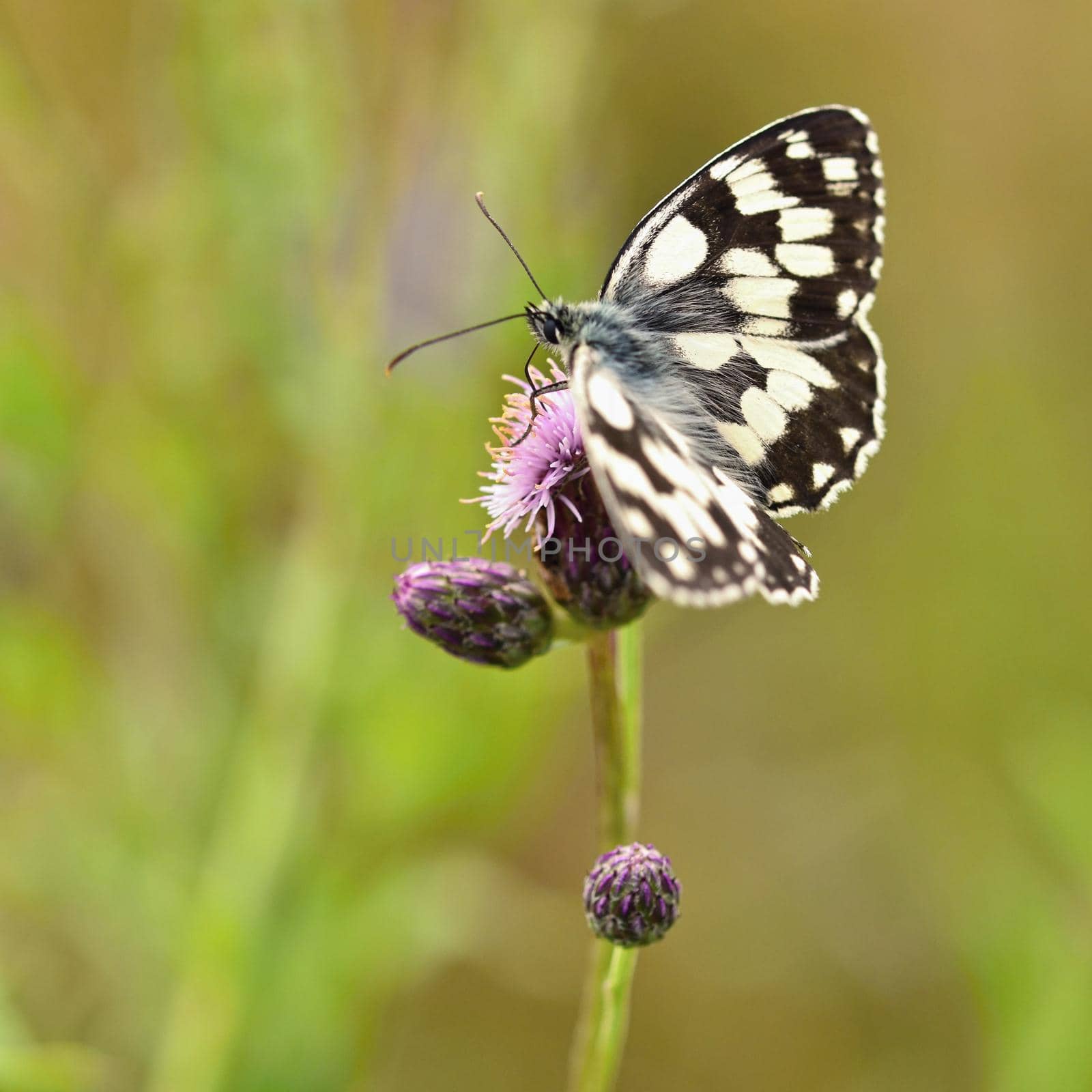 Beautiful colorful butterfly sitting on flower in nature. Summer day with sun outside on meadow. Colorful natural background. Insects (Melanargia galathea)