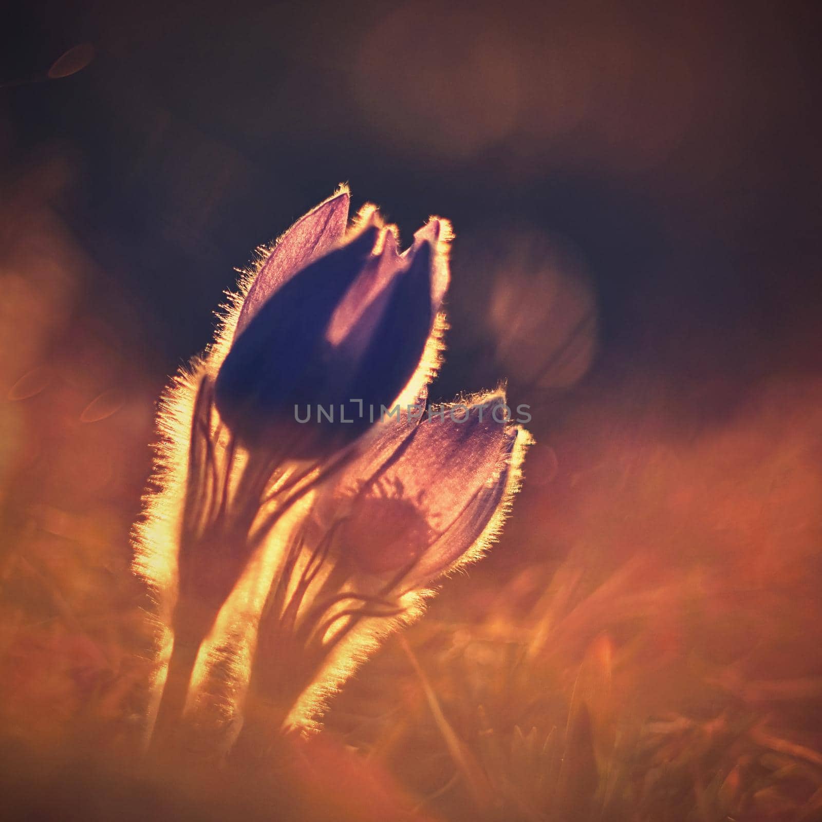 Spring flower. Nature with meadow and sunset. Seasonal concept for springtime. Beautifully blossoming pasque flower and sun with a natural colored background. (Pulsatilla grandis)