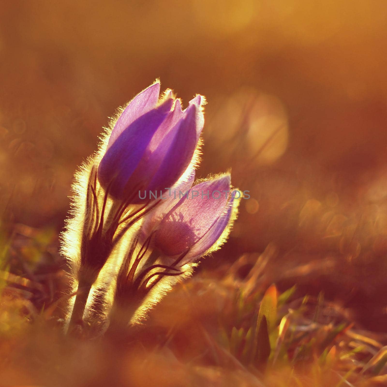 Spring flowers. Beautifully blossoming pasque flower and sun with a natural colored background. (Pulsatilla grandis)