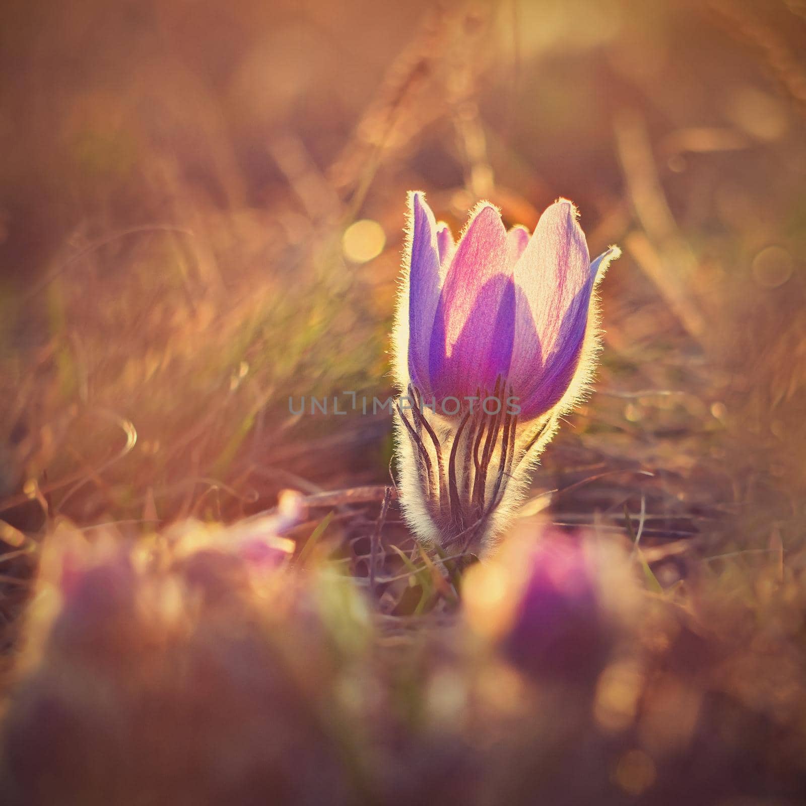 Spring flower. Nature with meadow and sunset. Seasonal concept for springtime. Beautifully blossoming pasque flower and sun with a natural colored background. (Pulsatilla grandis) by Montypeter