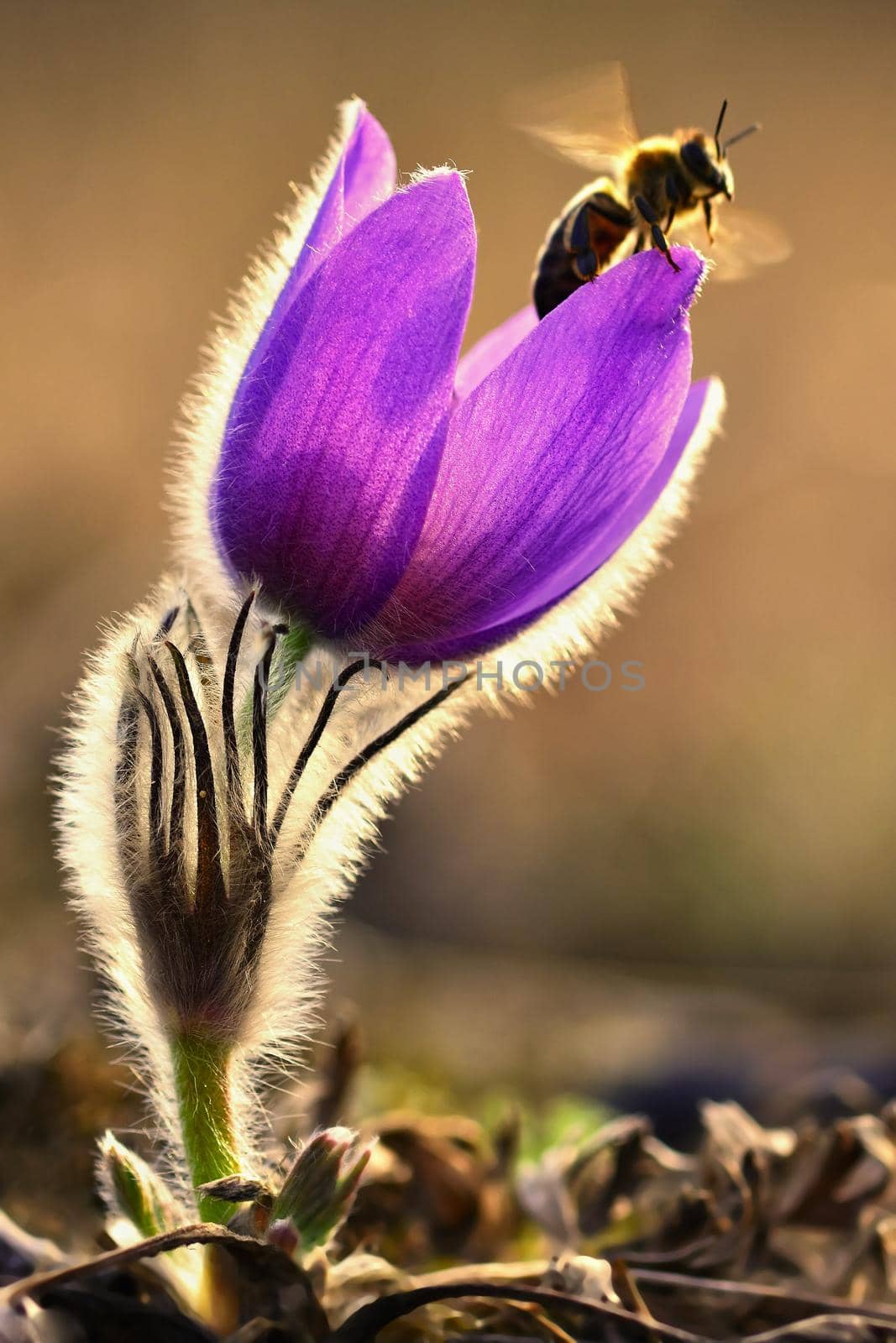 Spring flower with a bee. Beautifully blossoming pasque flower and sun with a natural colored background. (Pulsatilla grandis) Springtime season.  by Montypeter