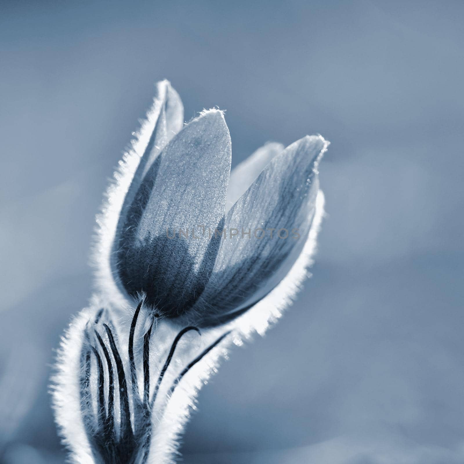 Spring flowers. Beautifully blossoming pasque flower and sun with a natural colored background. (Pulsatilla grandis)