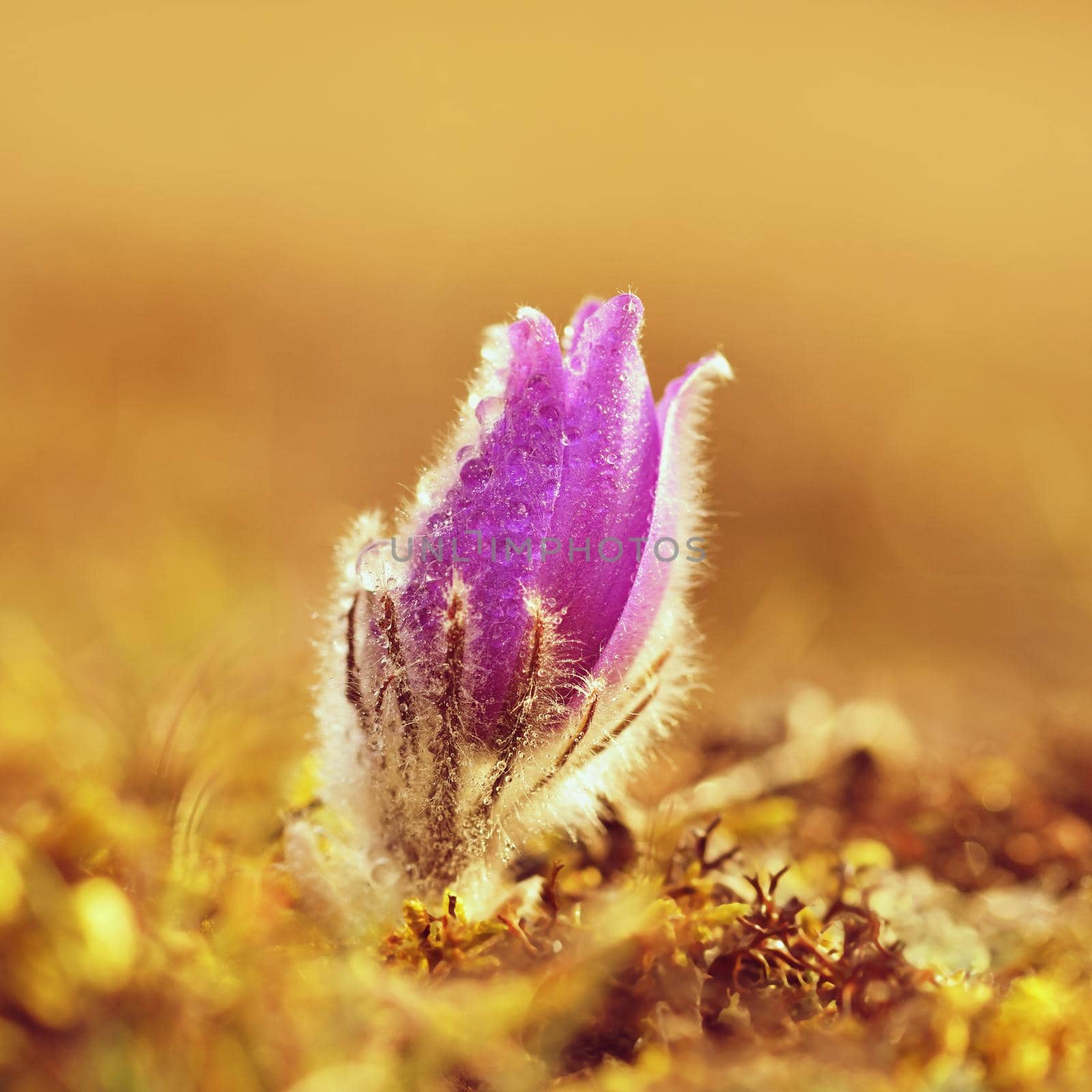 Spring flowers. Beautifully blossoming pasque flower and sun with a natural colored background. (Pulsatilla grandis)