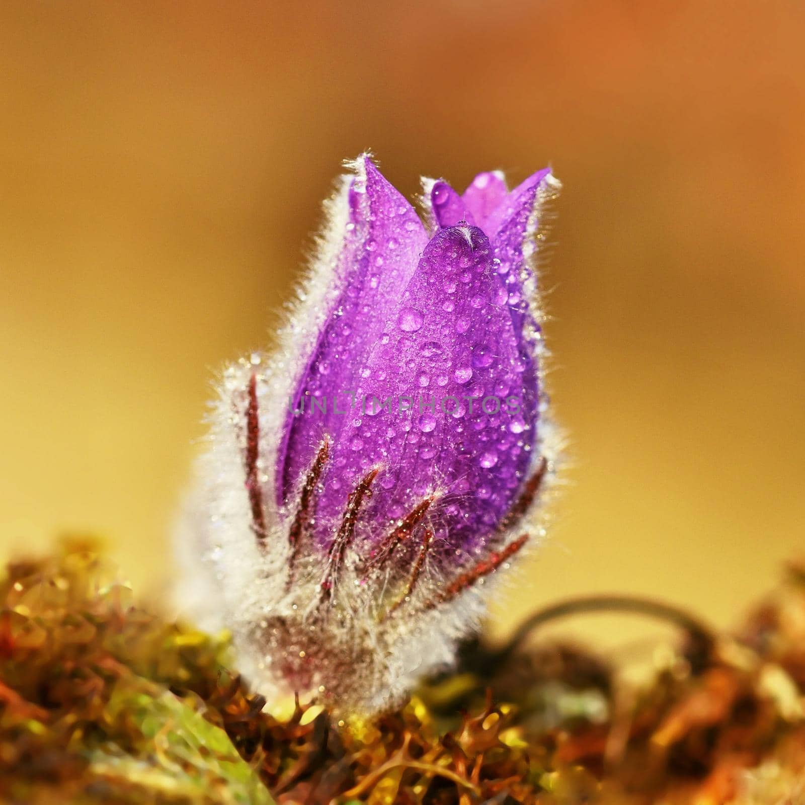 Spring flowers. Beautifully blossoming pasque flower and sun with a natural colored background. (Pulsatilla grandis)