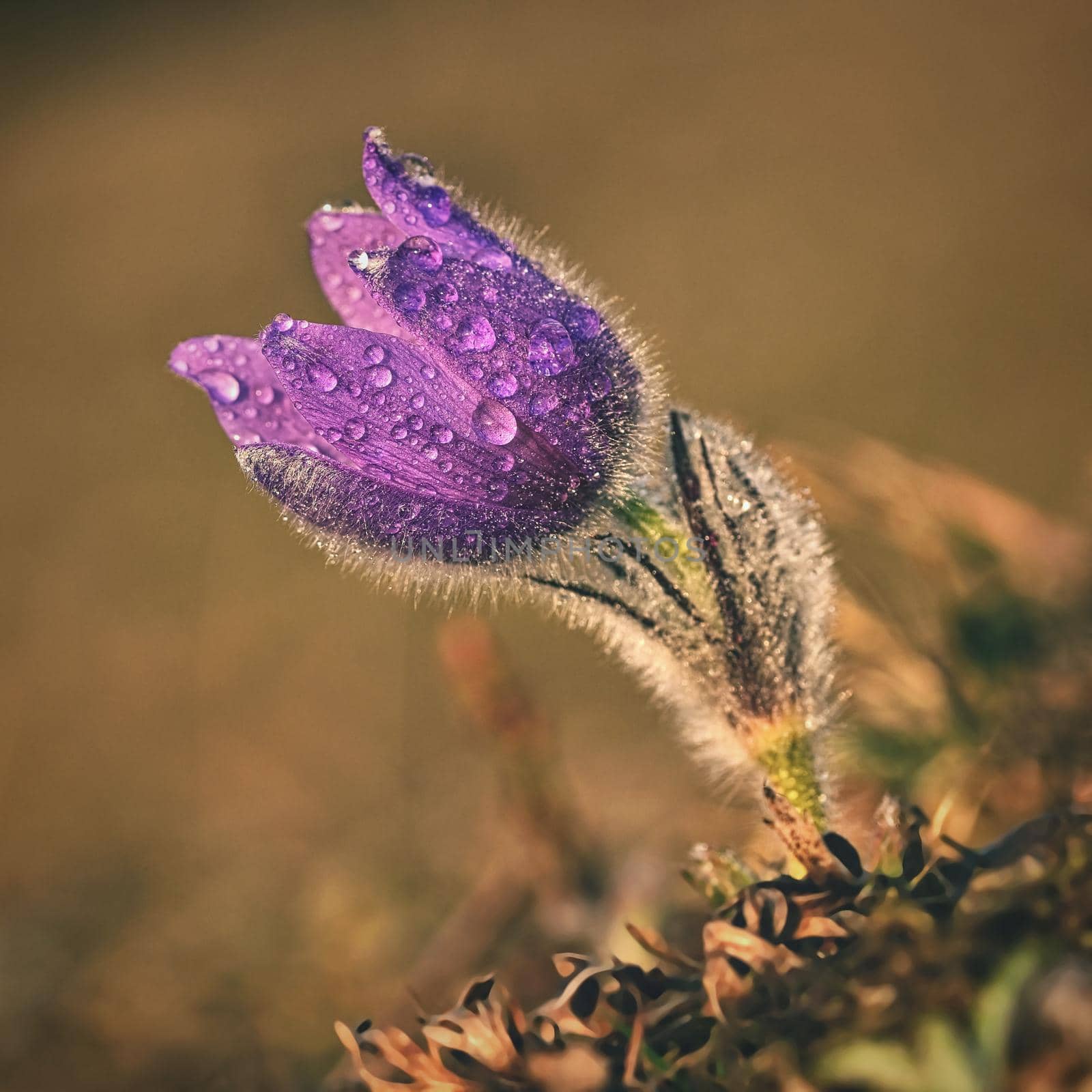 Springtime flower. Beautiful purple little furry pasque-flower. (Pulsatilla grandis) Blooming on spring meadow at the sunset.