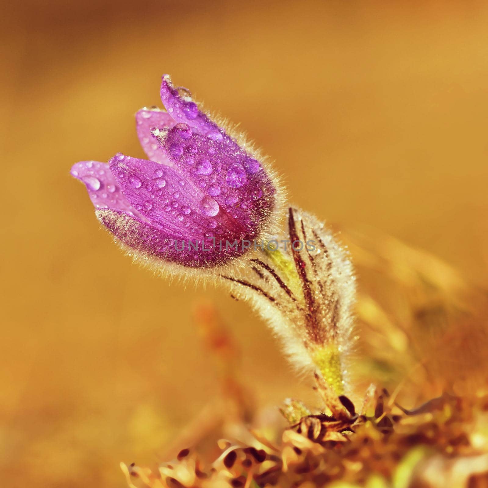 Spring flowers. Beautifully blossoming pasque flower and sun with a natural colored background. (Pulsatilla grandis)