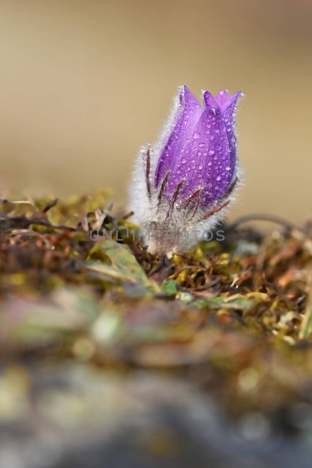 Spring flowers. Beautifully blossoming pasque flower and sun with a natural colored background. (Pulsatilla grandis)