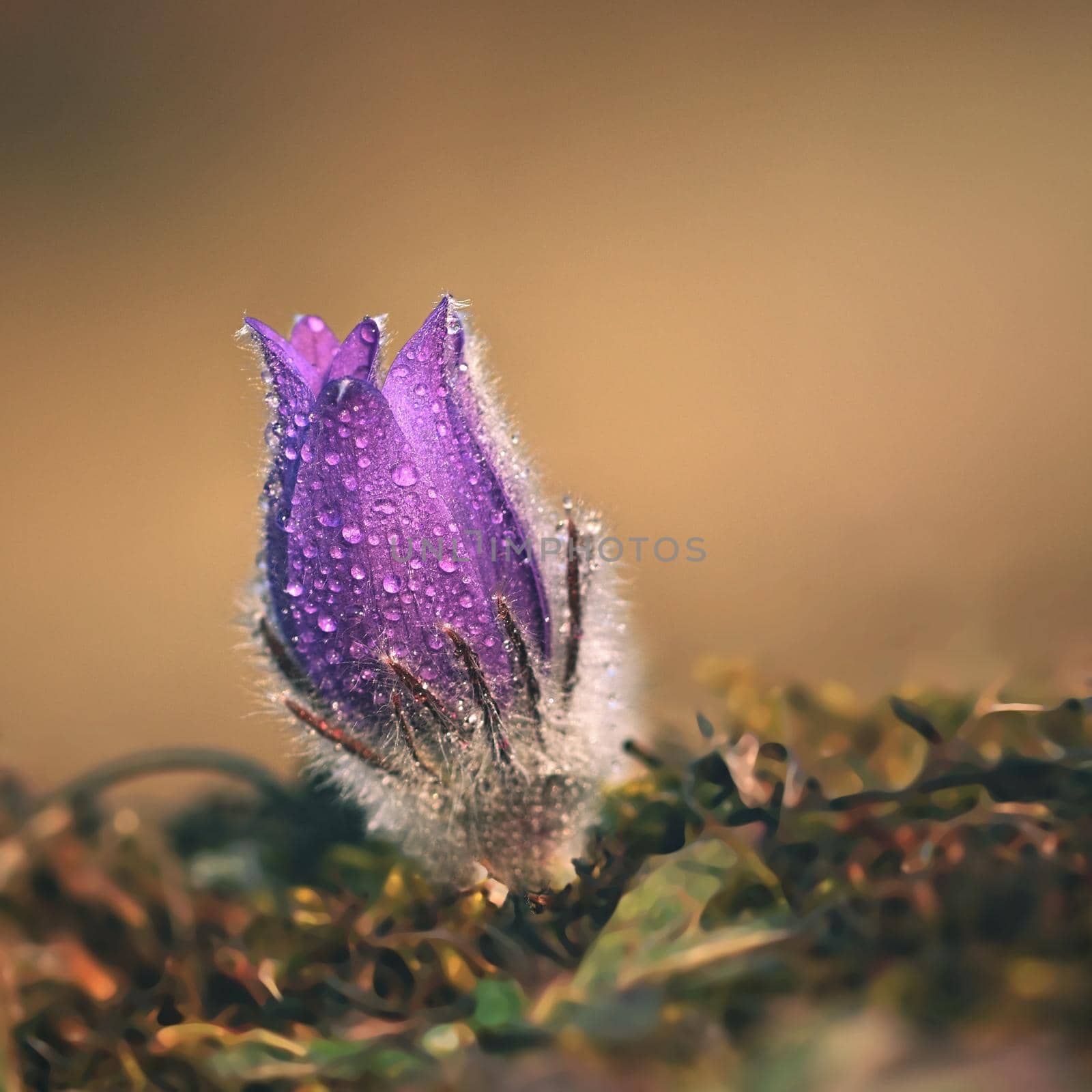 Spring flowers. Beautifully blossoming pasque flower and sun with a natural colored background. (Pulsatilla grandis)