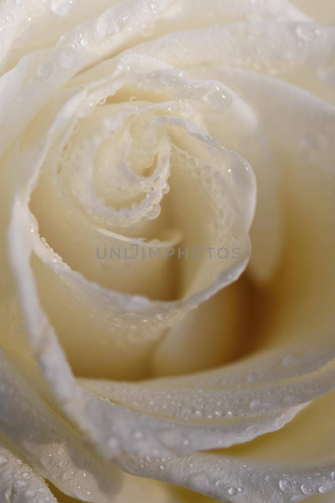 White Rose. Beautiful flower and macro shot with water drops.