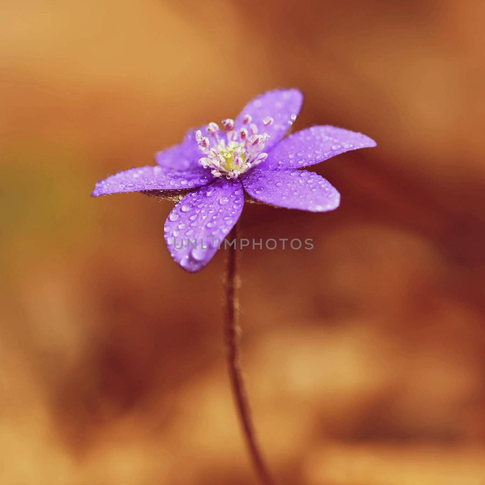 Spring flower. Beautiful blooming first small flowers in the forest. Hepatica. (Hepatica nobilis)