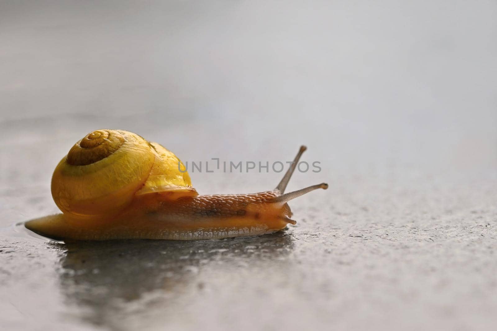 Beautiful macro shot of a snail with a shell