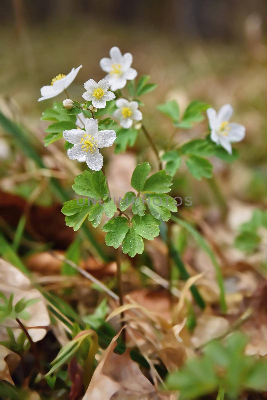 Small white forest flowers.Beautiful flower and macro shot with water drops.(Isopyrum thalictroides)