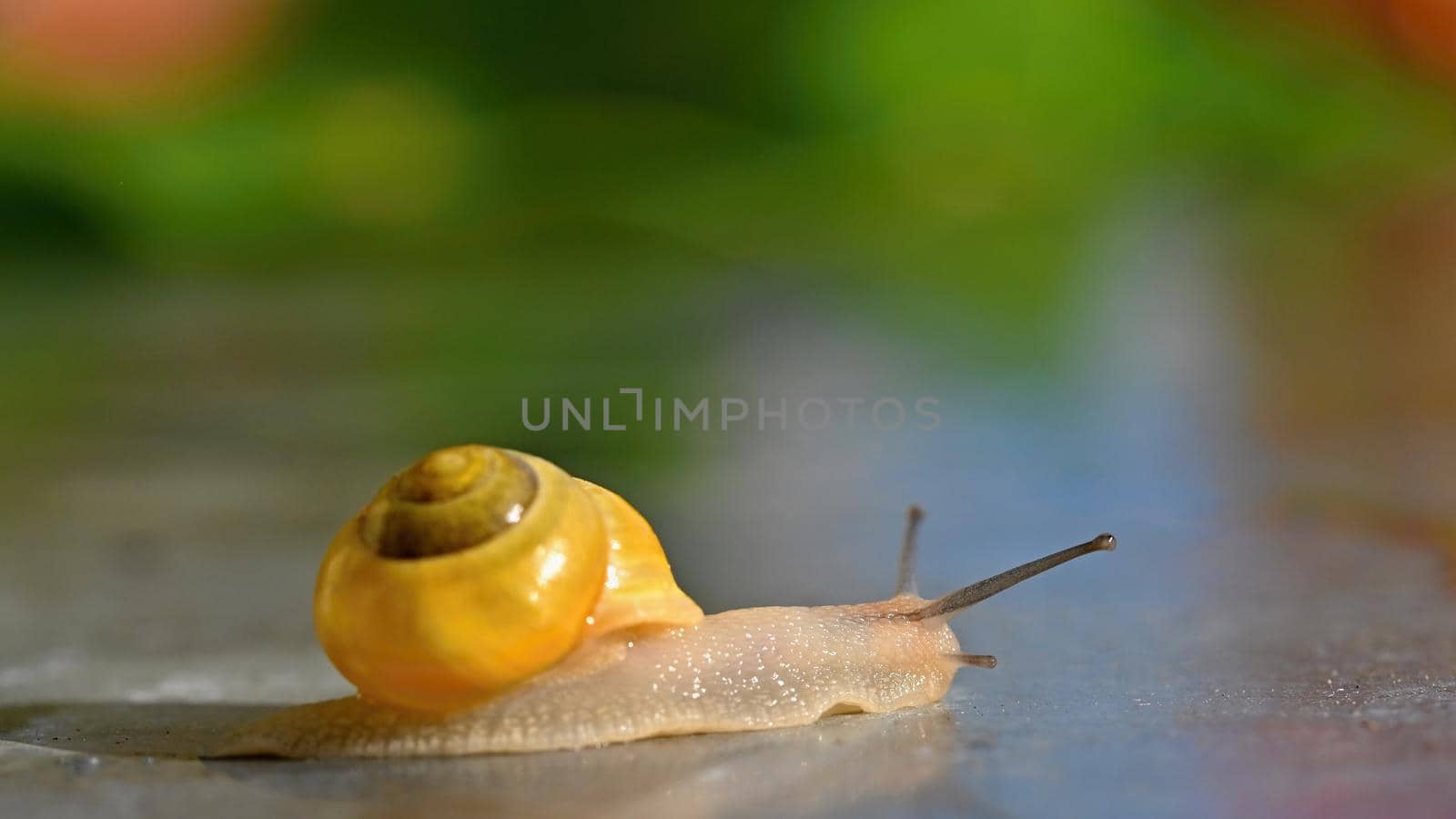 Beautiful macro shot of a snail with a shell