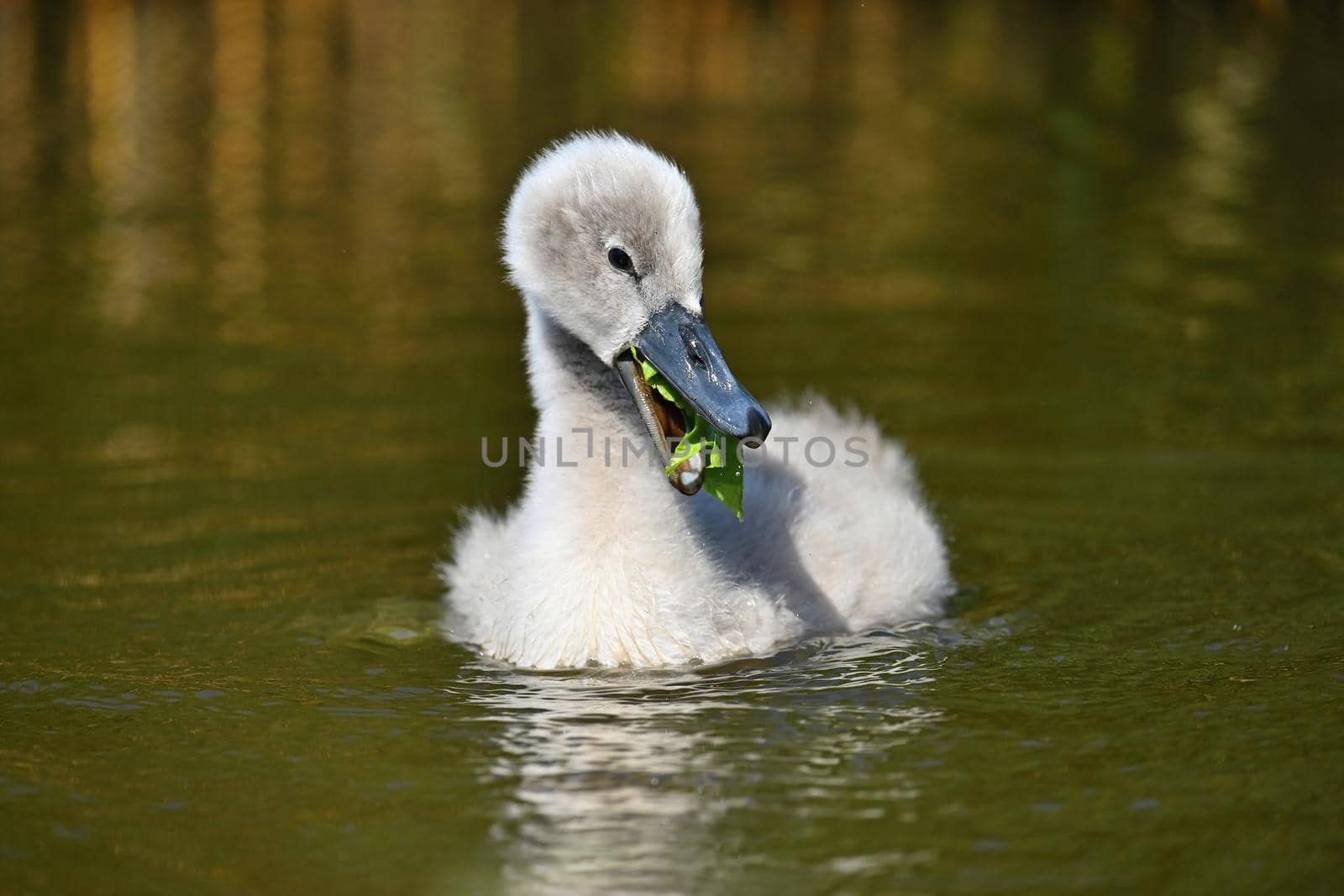 Beautiful swans cubs at pond. Natural colorful background with wild beautiful birds. (Cygnus)