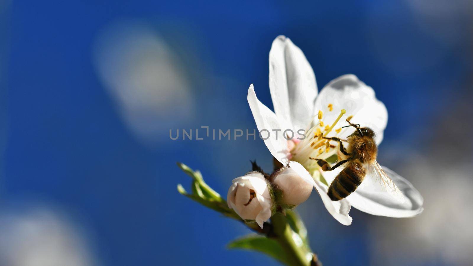 Spring background. A beautiful blooming tree in spring with a flying bee. Symbols of springtime. Concept for nature and animals.